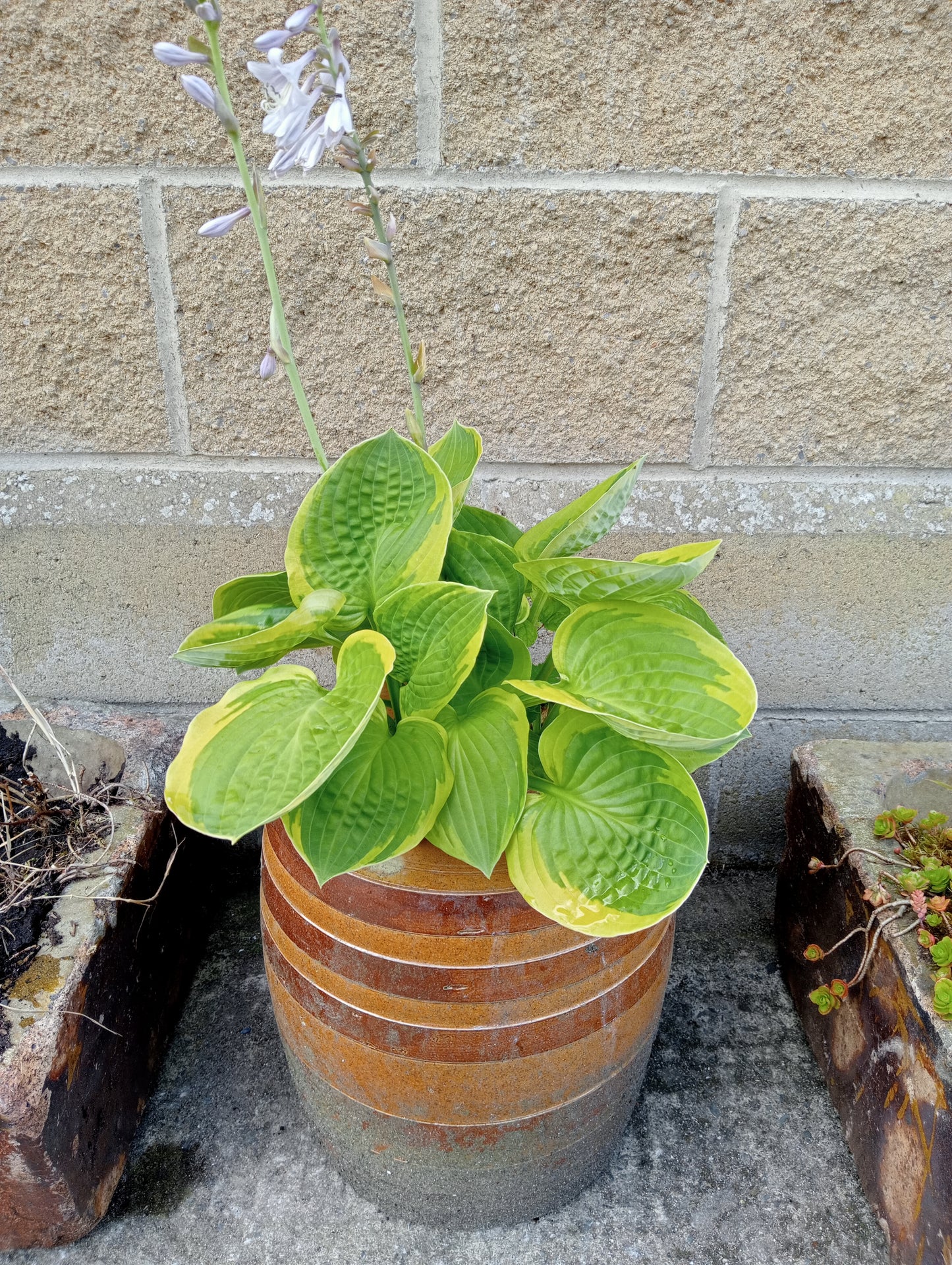 Glazed two tone pot-planter