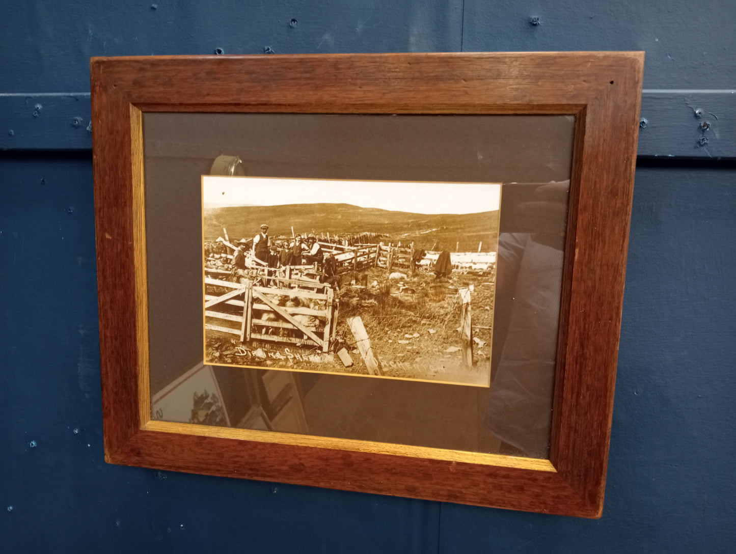 Old farming dipping sheep print