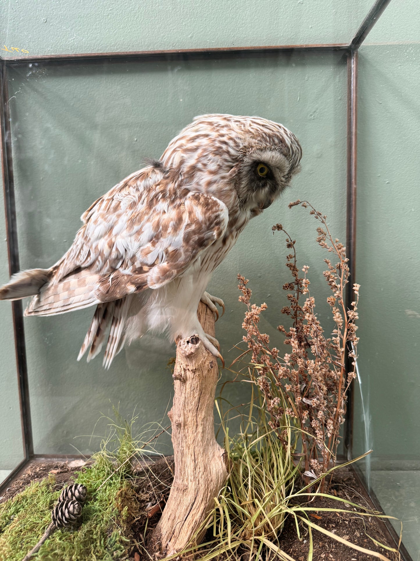 Taxidermy owl in case