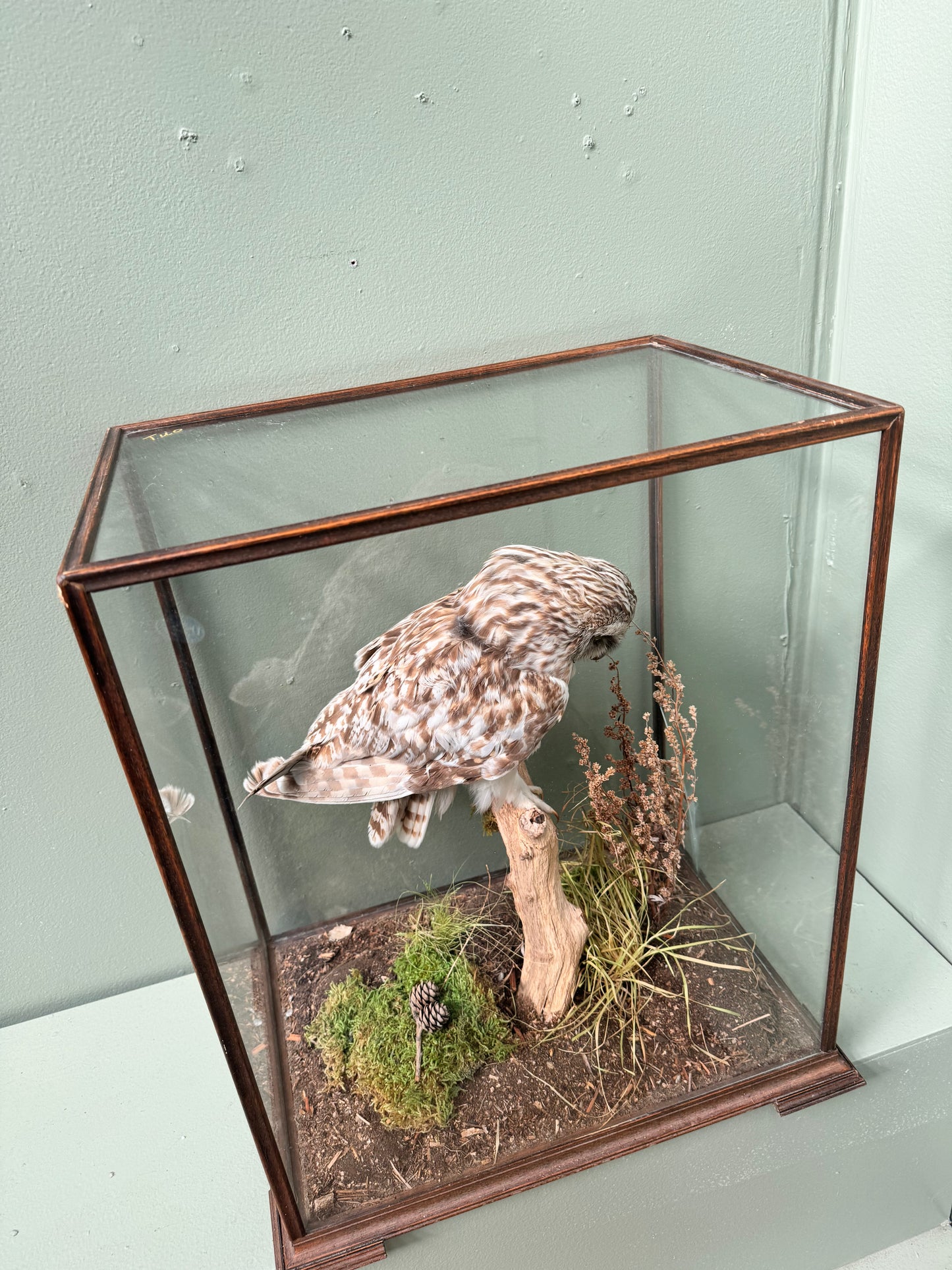 Taxidermy owl in case