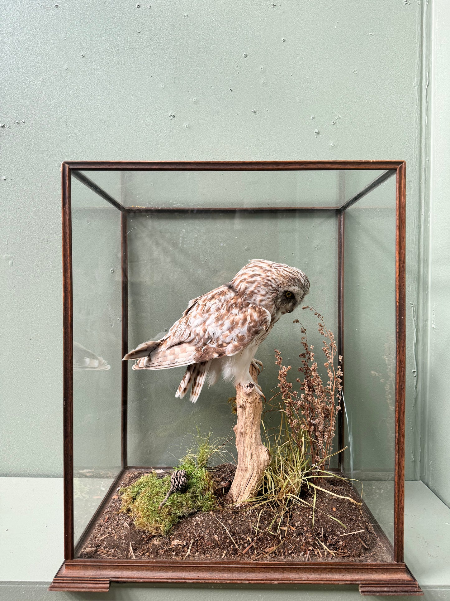 Taxidermy owl in case