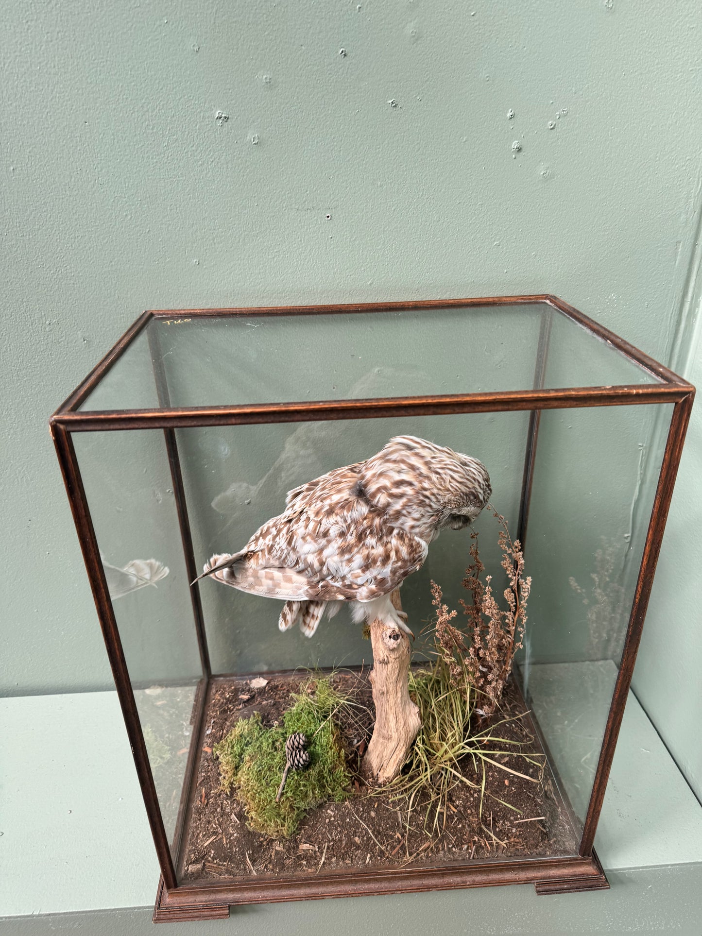 Taxidermy owl in case