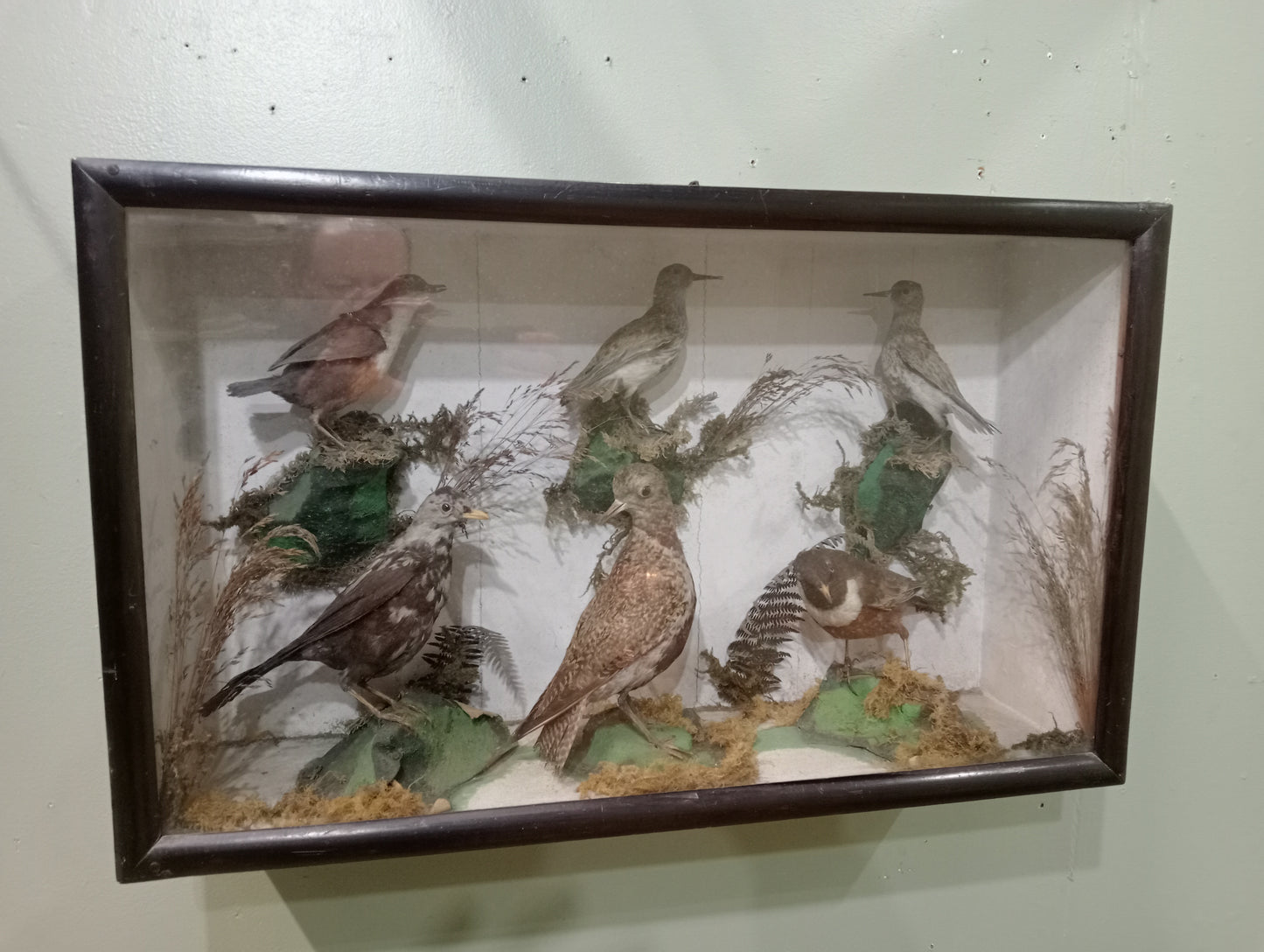 Taxidermy showcase with six birds sandpiper, ring quzel , 2 redshank, starling and white throat dipper