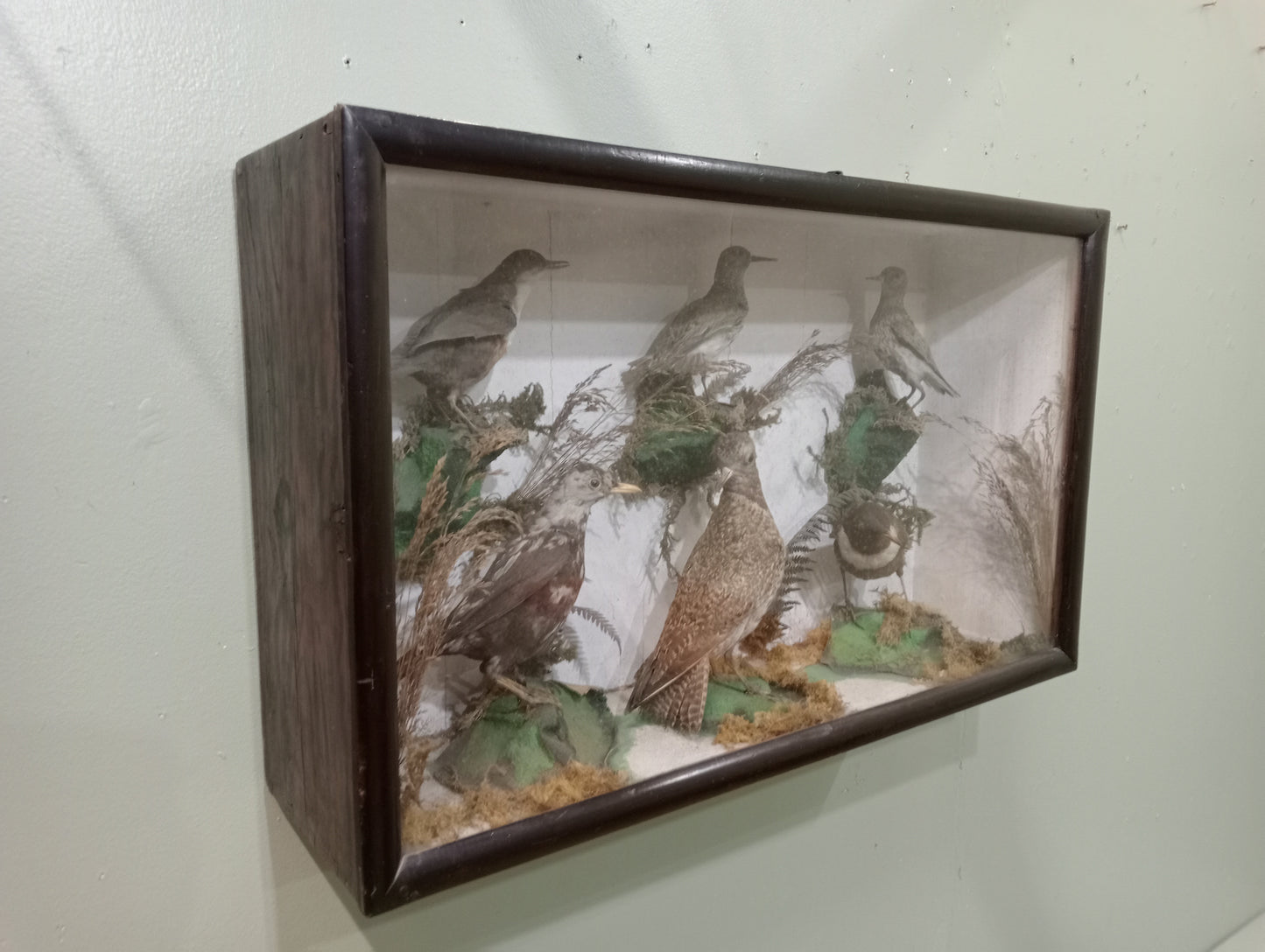 Taxidermy showcase with six birds sandpiper, ring quzel , 2 redshank, starling and white throat dipper