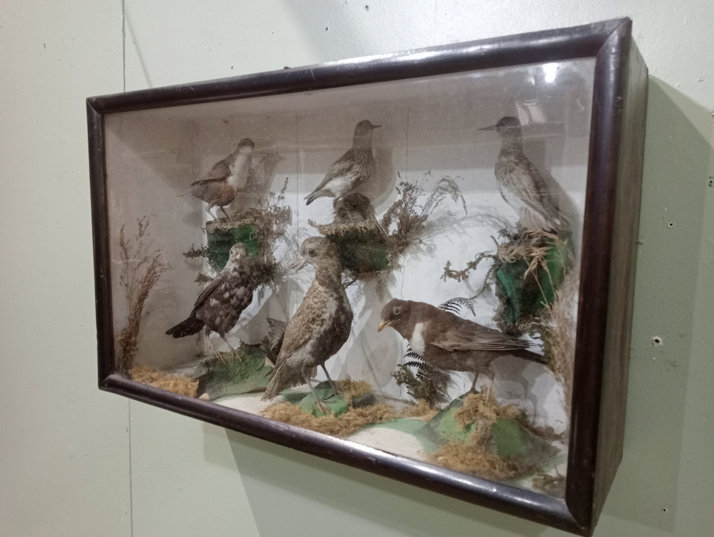 Taxidermy showcase with six birds sandpiper, ring quzel , 2 redshank, starling and white throat dipper
