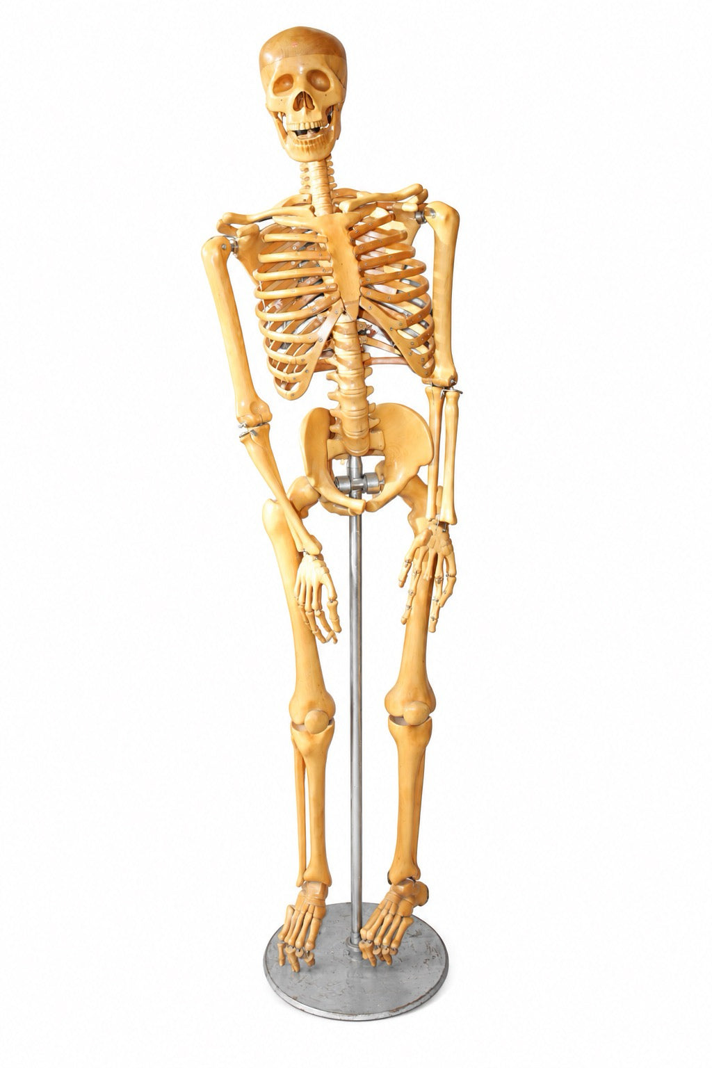 19th Century Wooden Anatomical Skeleton Model