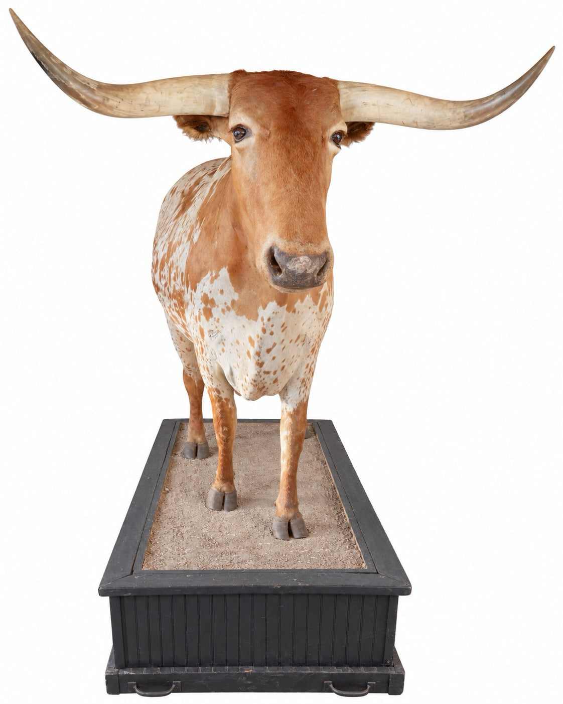 20th Century Life-Size Taxidermy Texas Longhorn Bull / Steer