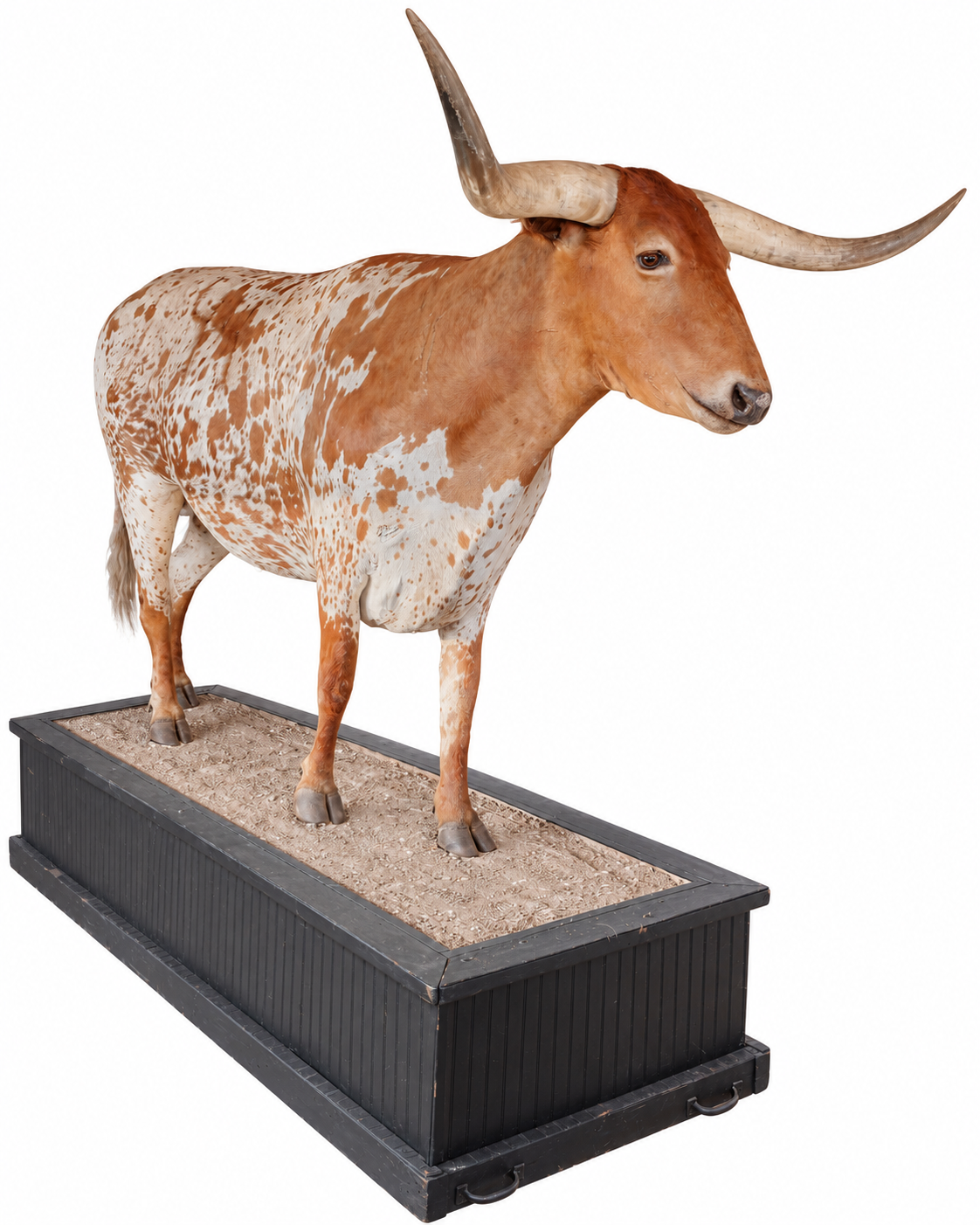 20th Century Life-Size Taxidermy Texas Longhorn Bull / Steer
