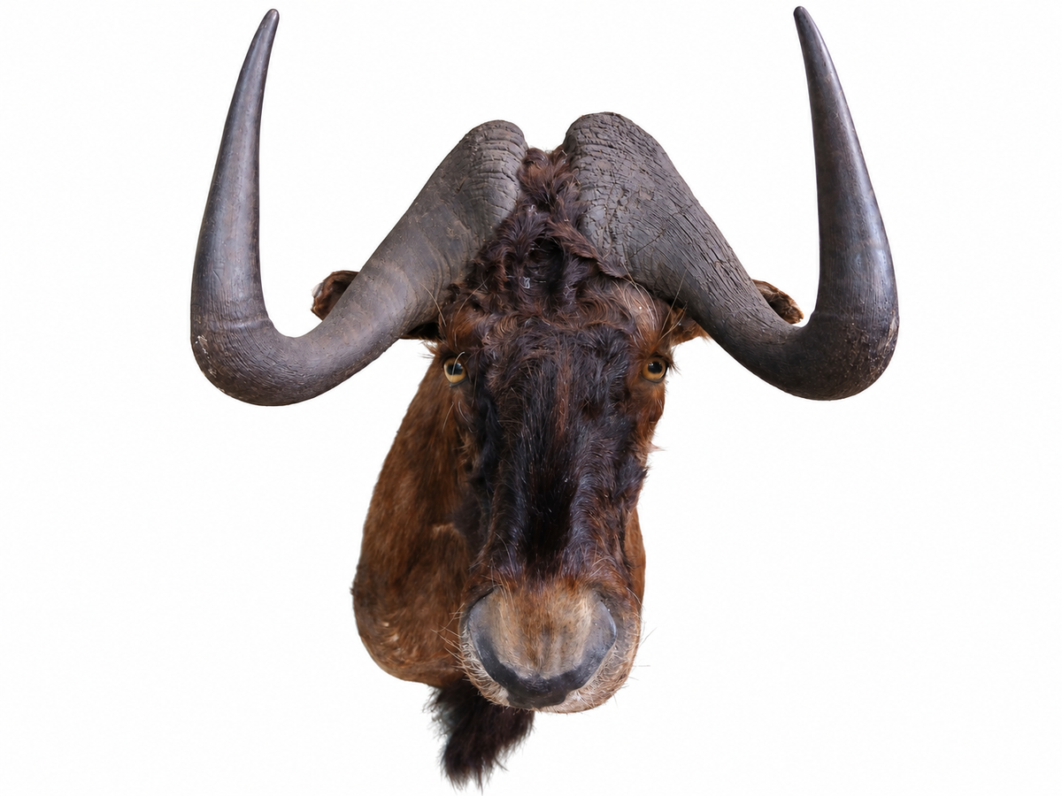 Taxidermy Wildebeest Head Mount