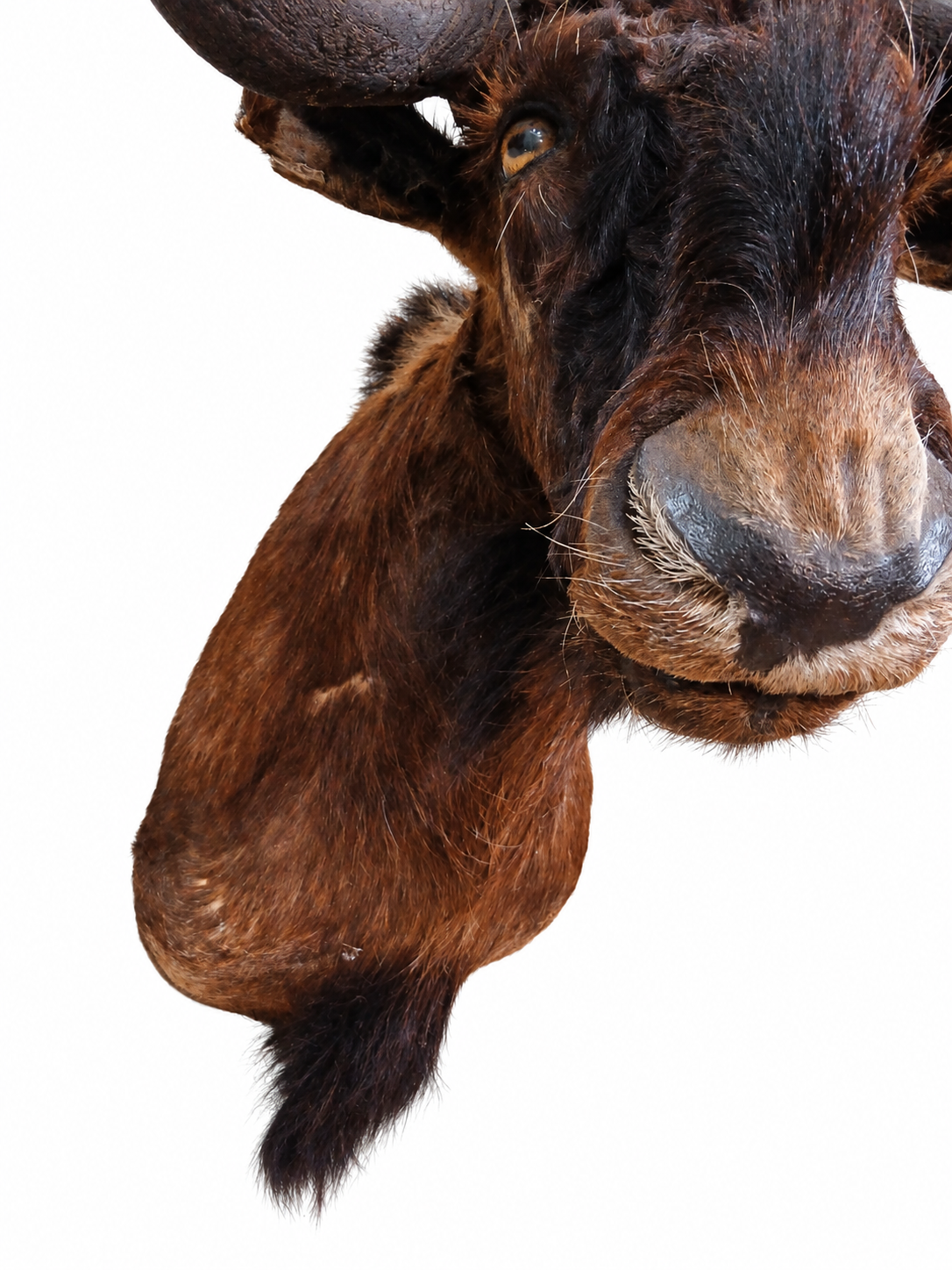 Taxidermy Wildebeest Head Mount