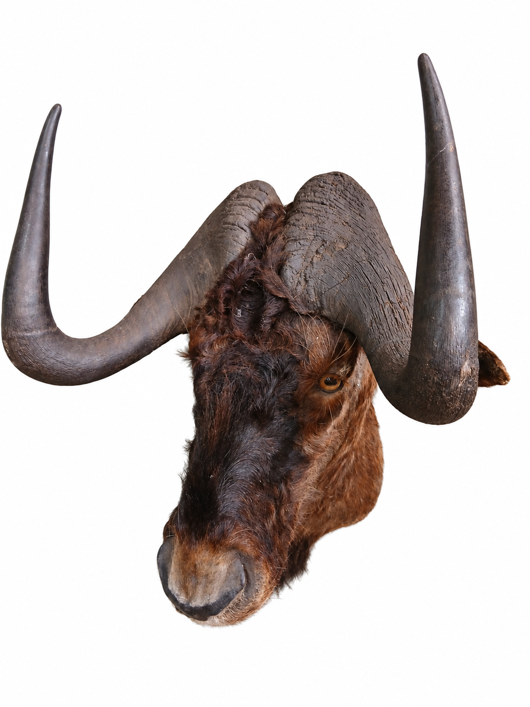 Taxidermy Wildebeest Head Mount