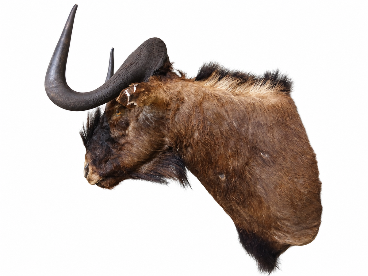 Taxidermy Wildebeest Head Mount