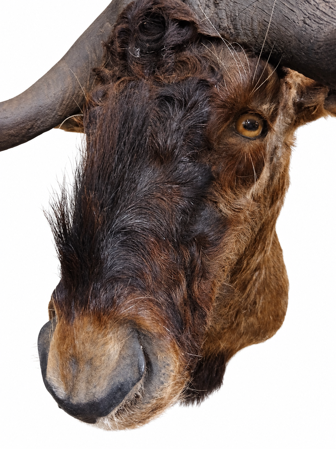 Taxidermy Wildebeest Head Mount