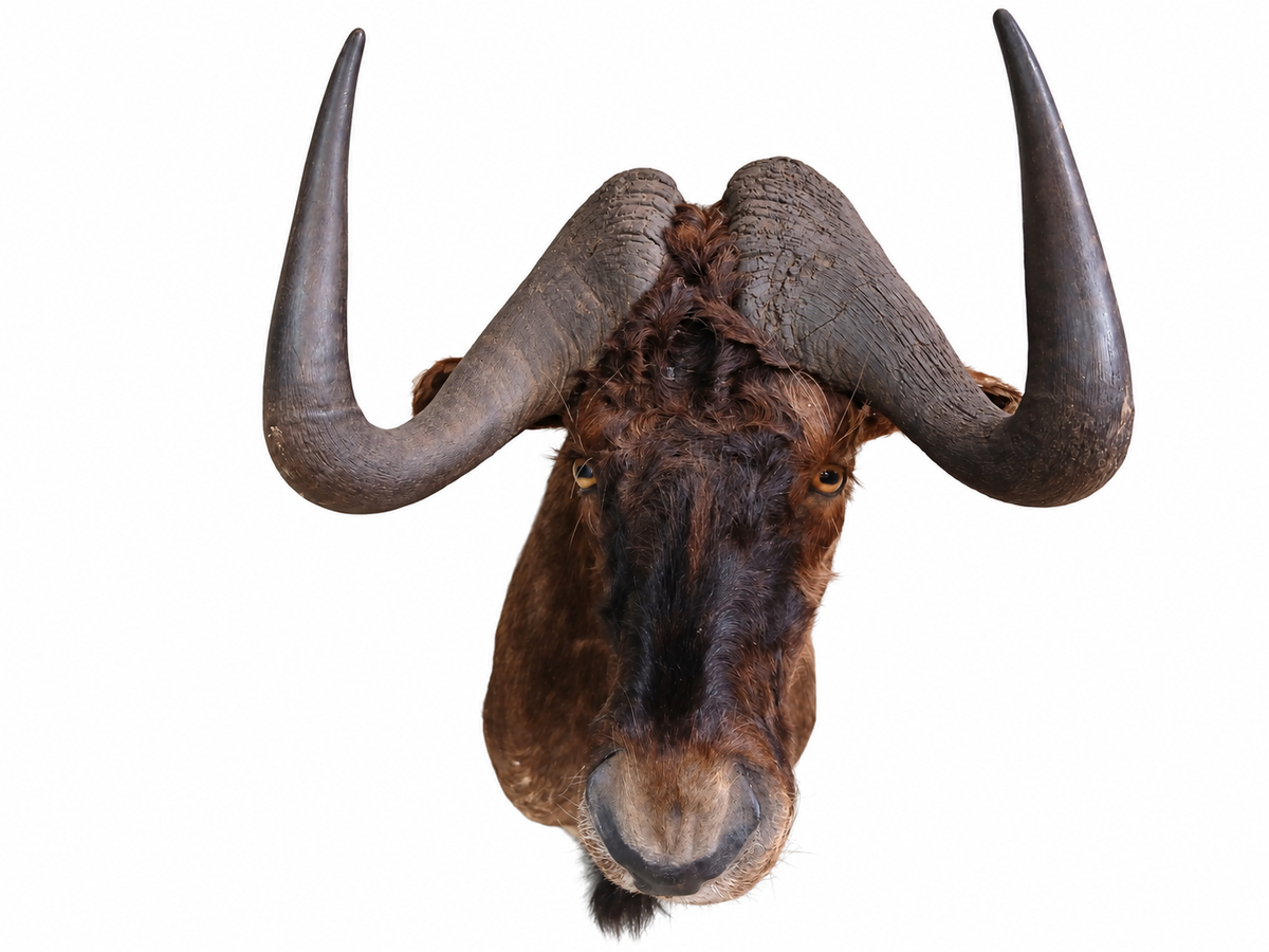 Taxidermy Wildebeest Head Mount