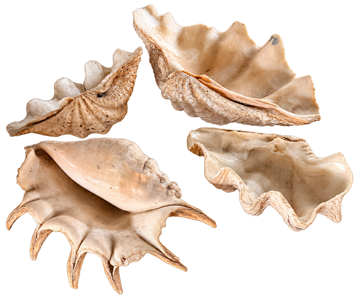 Large Decorative Seashells