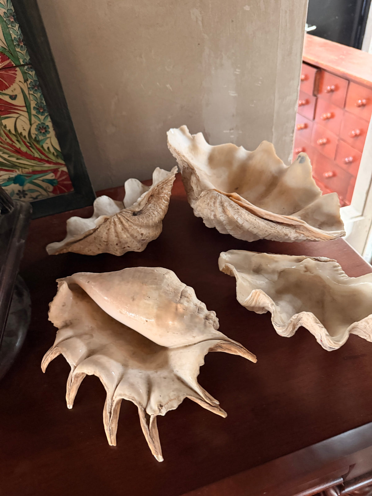 Large Decorative Seashells