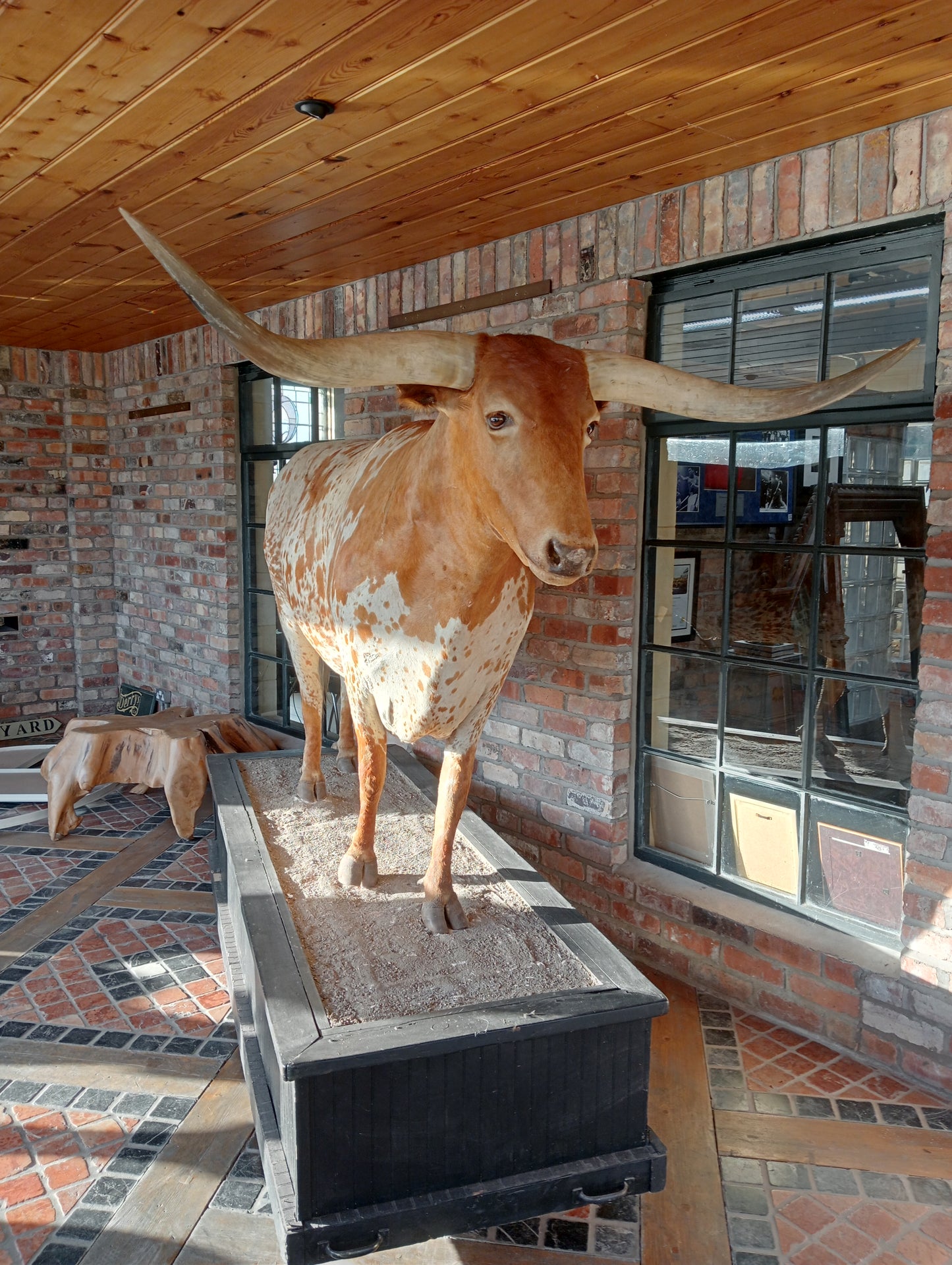 Texas longhorn bull