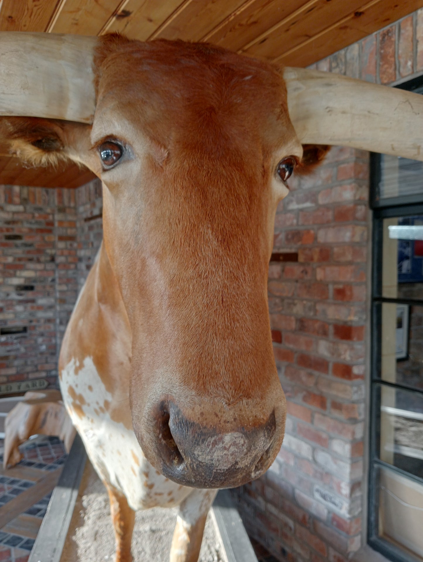 Texas longhorn bull