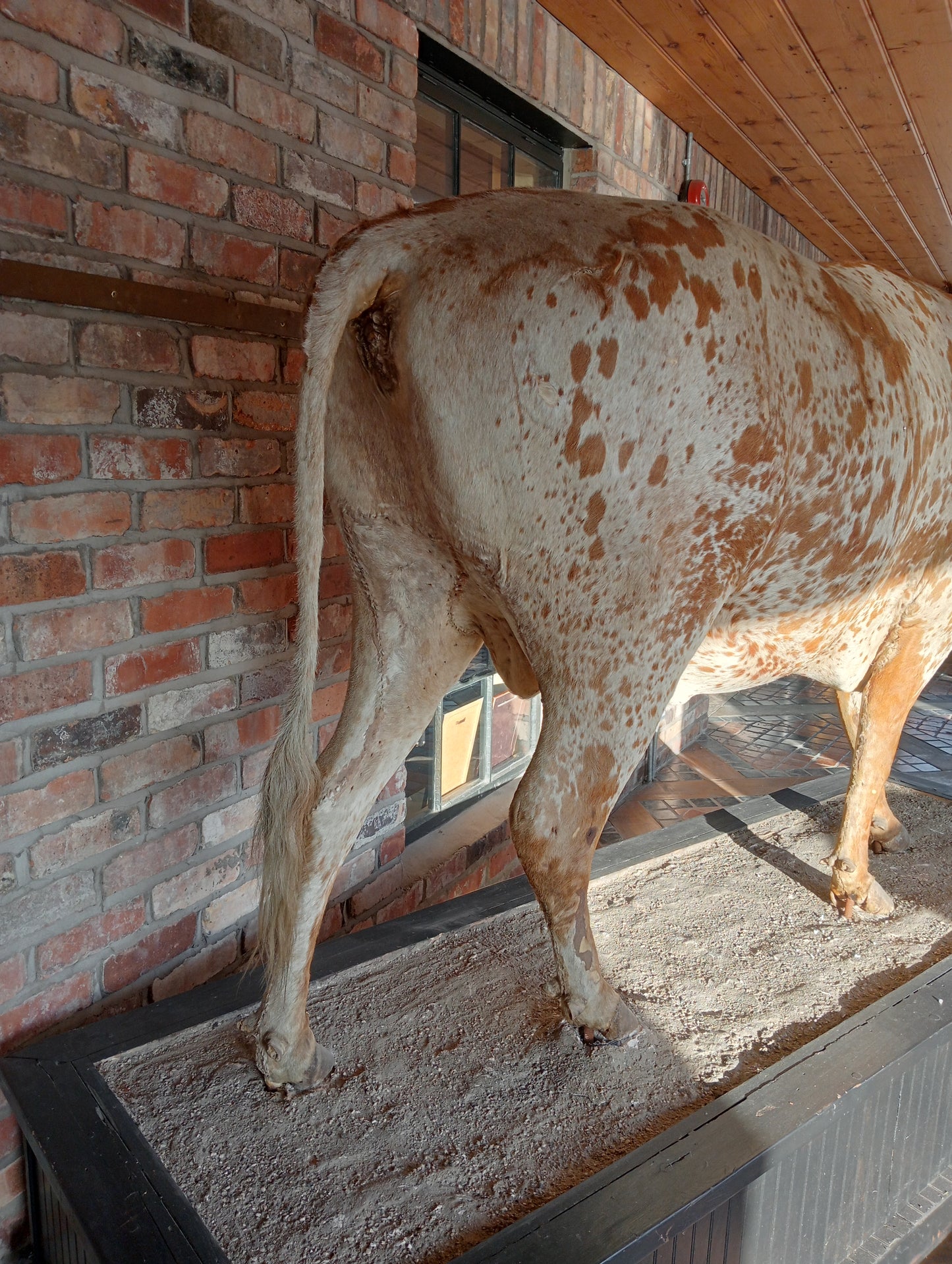 Texas longhorn bull