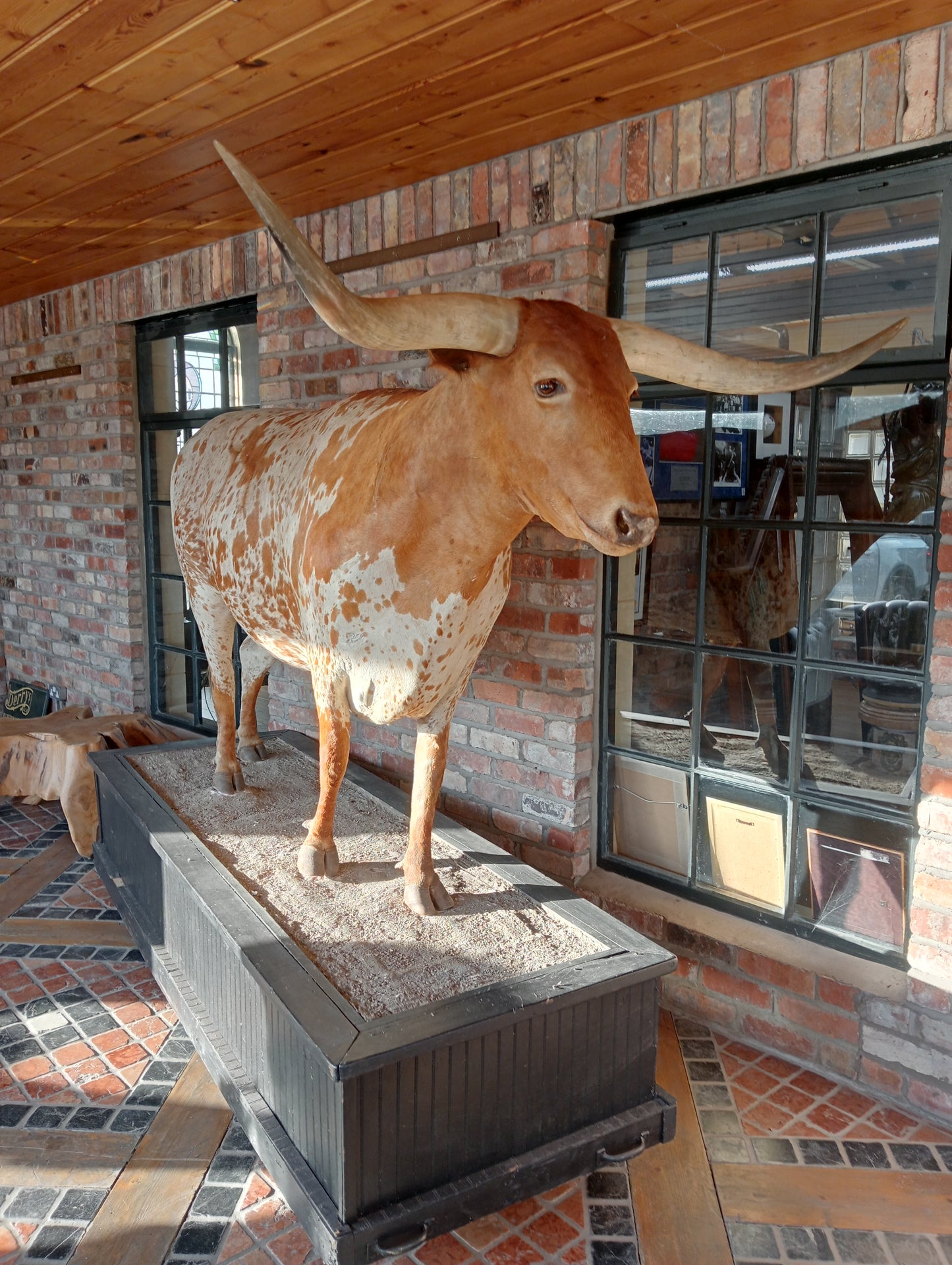 Texas longhorn bull