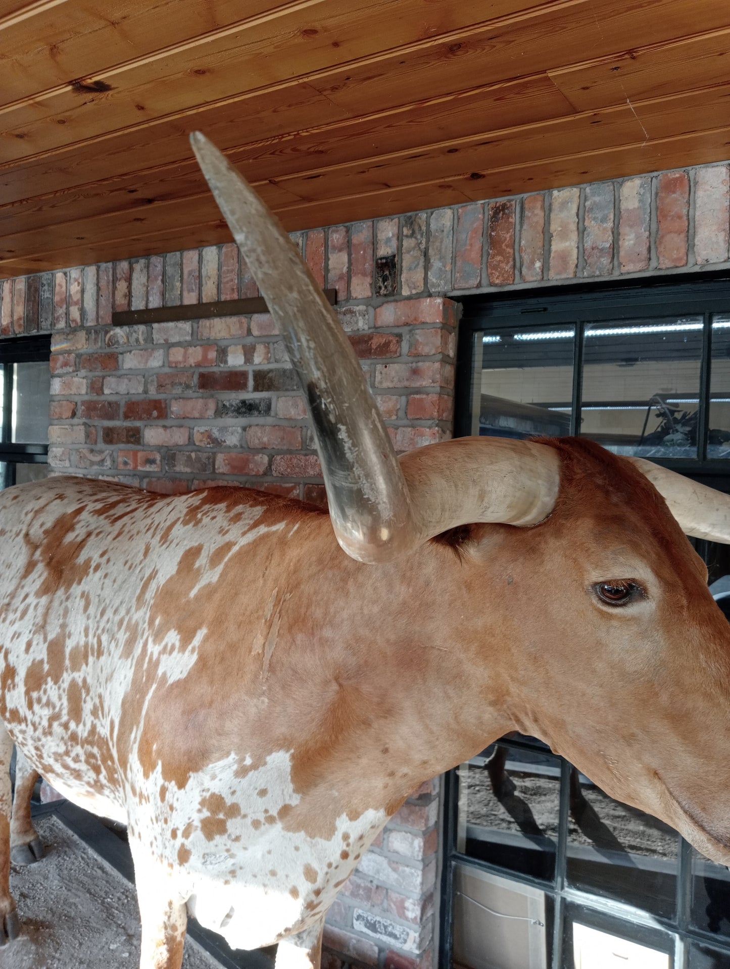 Texas longhorn bull