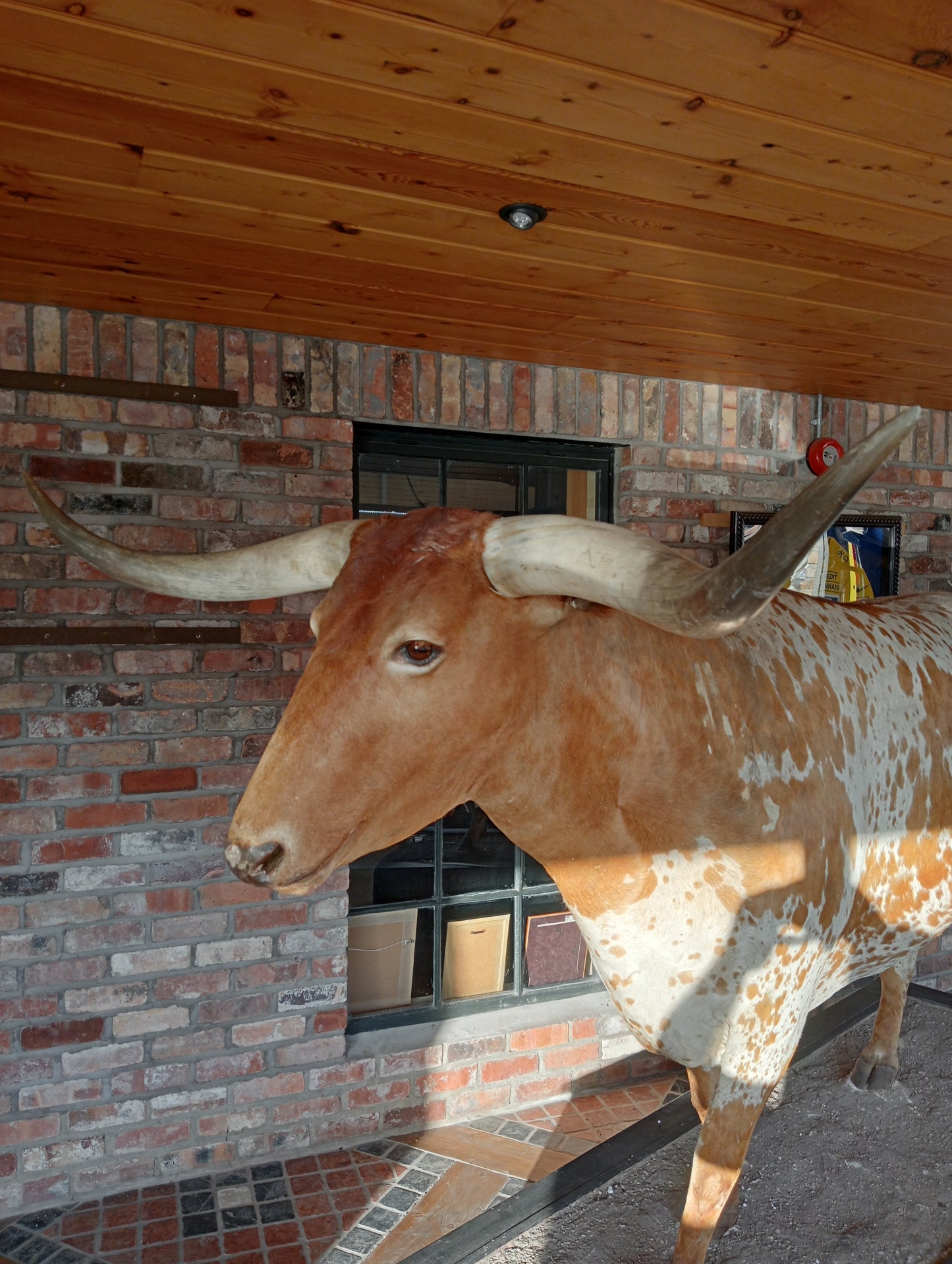 Texas longhorn bull