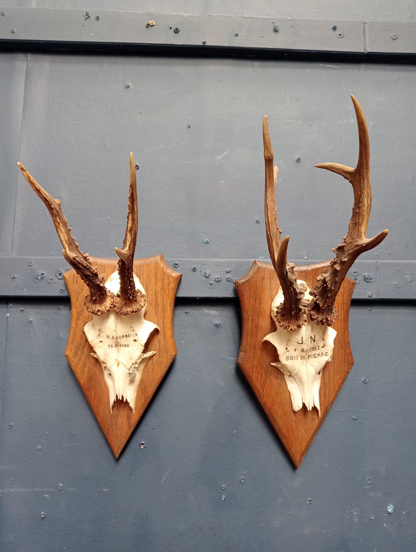 Pair of antlers mounted on wooden plaque