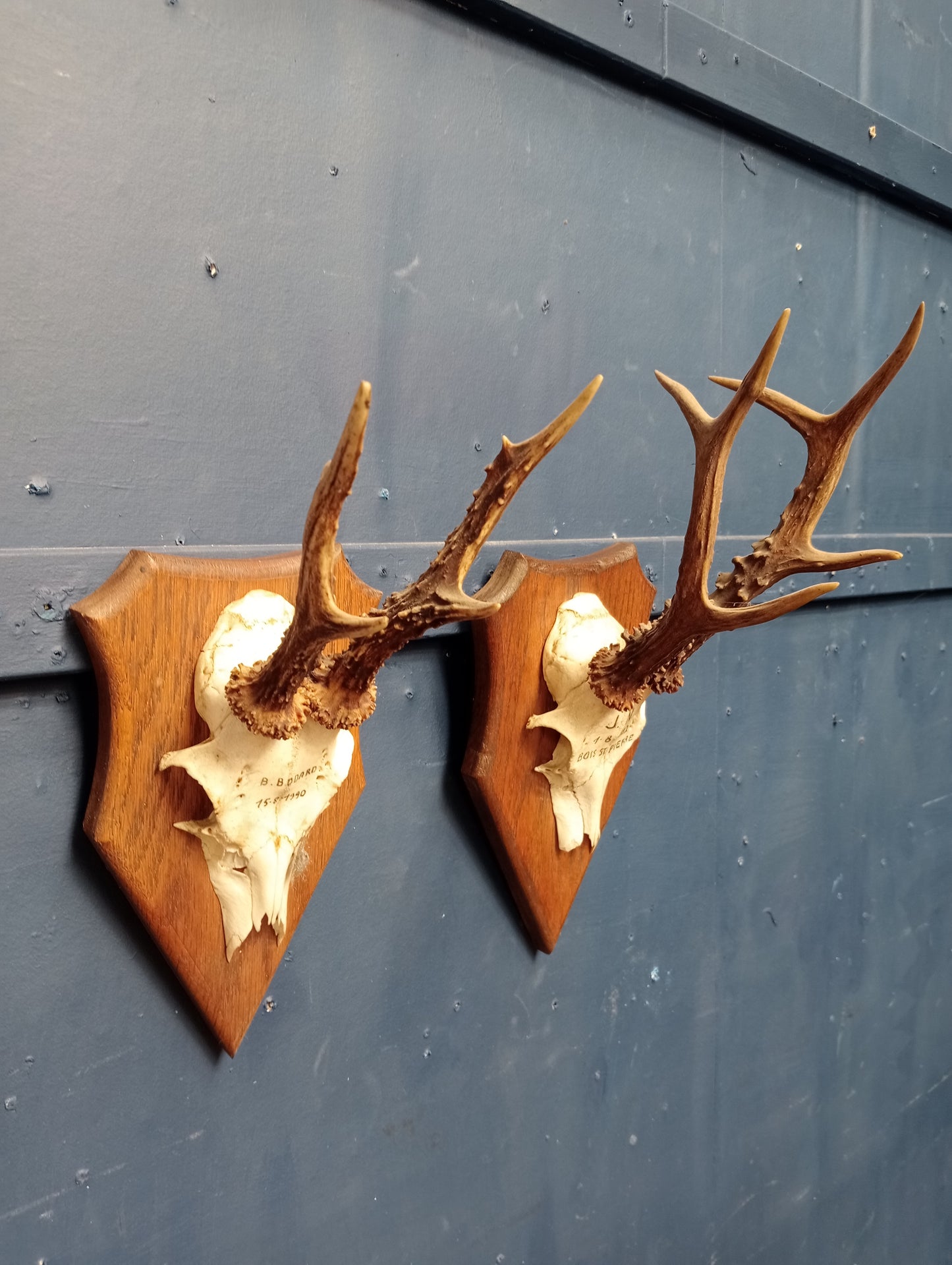 Pair of antlers mounted on wooden plaque