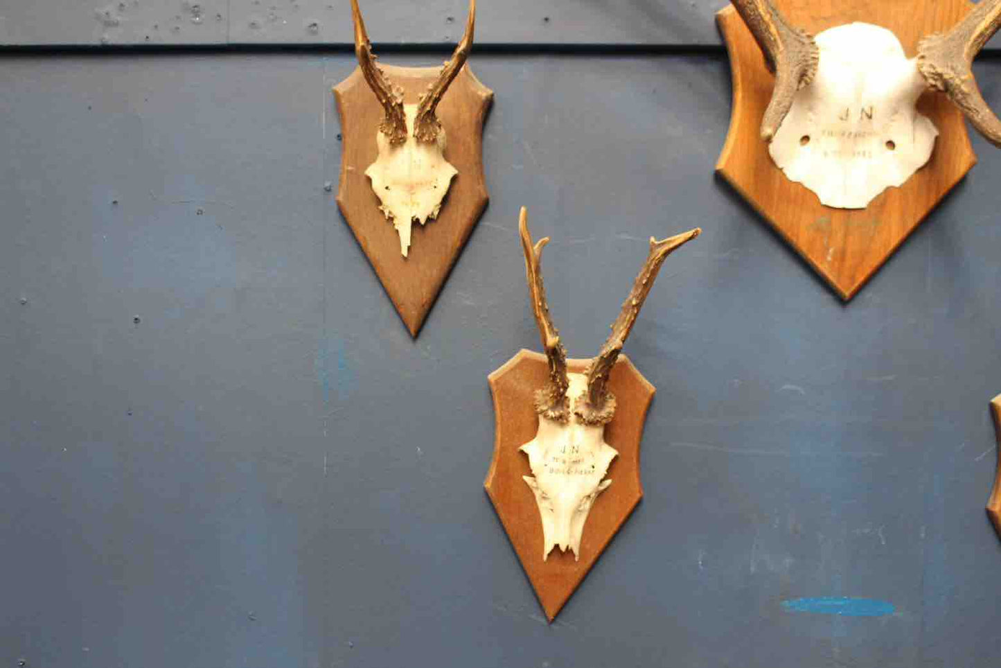 Pair of antlers mounted on wooden plaque