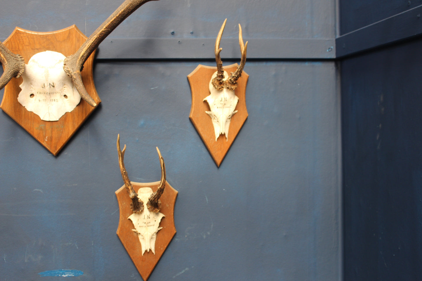 Pair of antlers mounted on wooden plaque