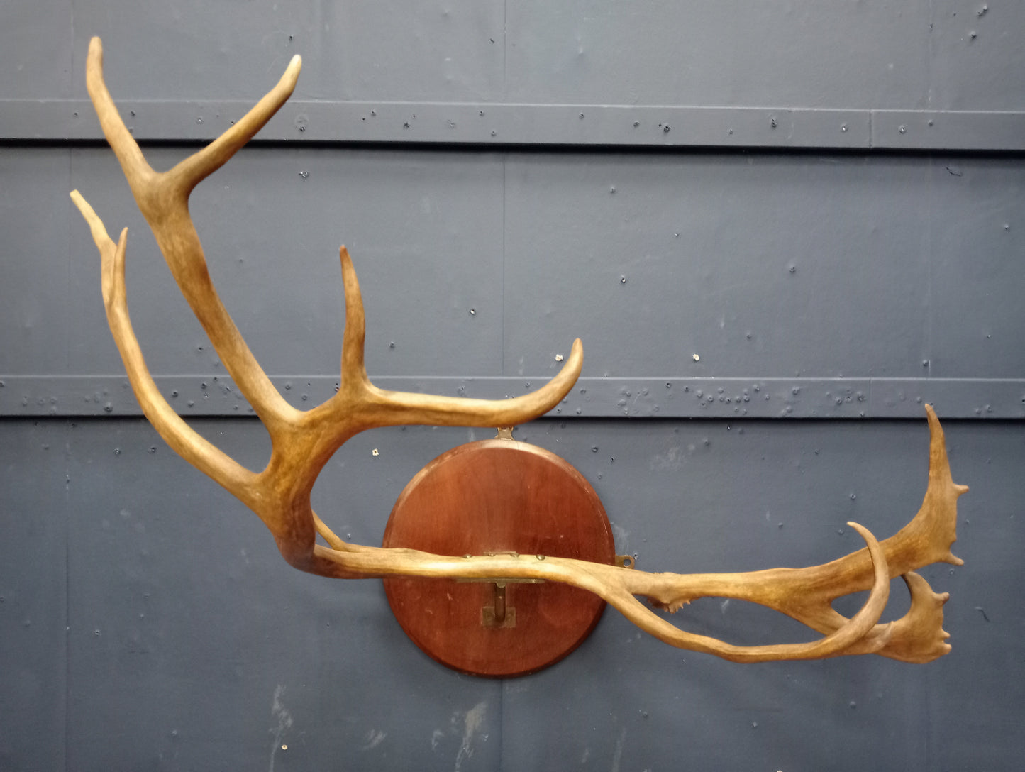 Set of antler horns on plaque