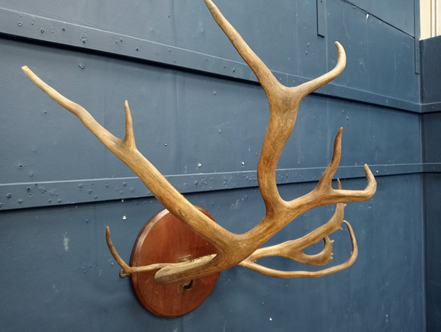 Set of antler horns on plaque