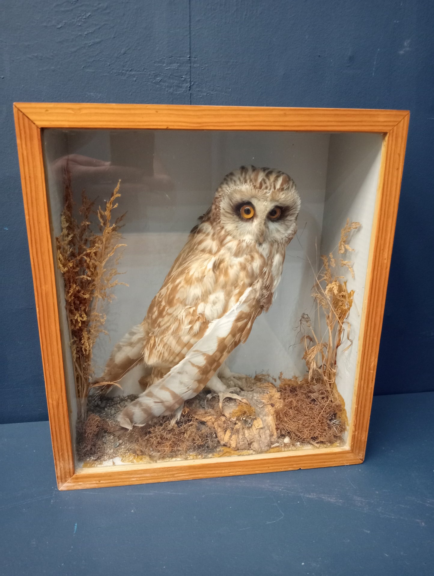 Taxidermy Tawny Owl in glass showcase