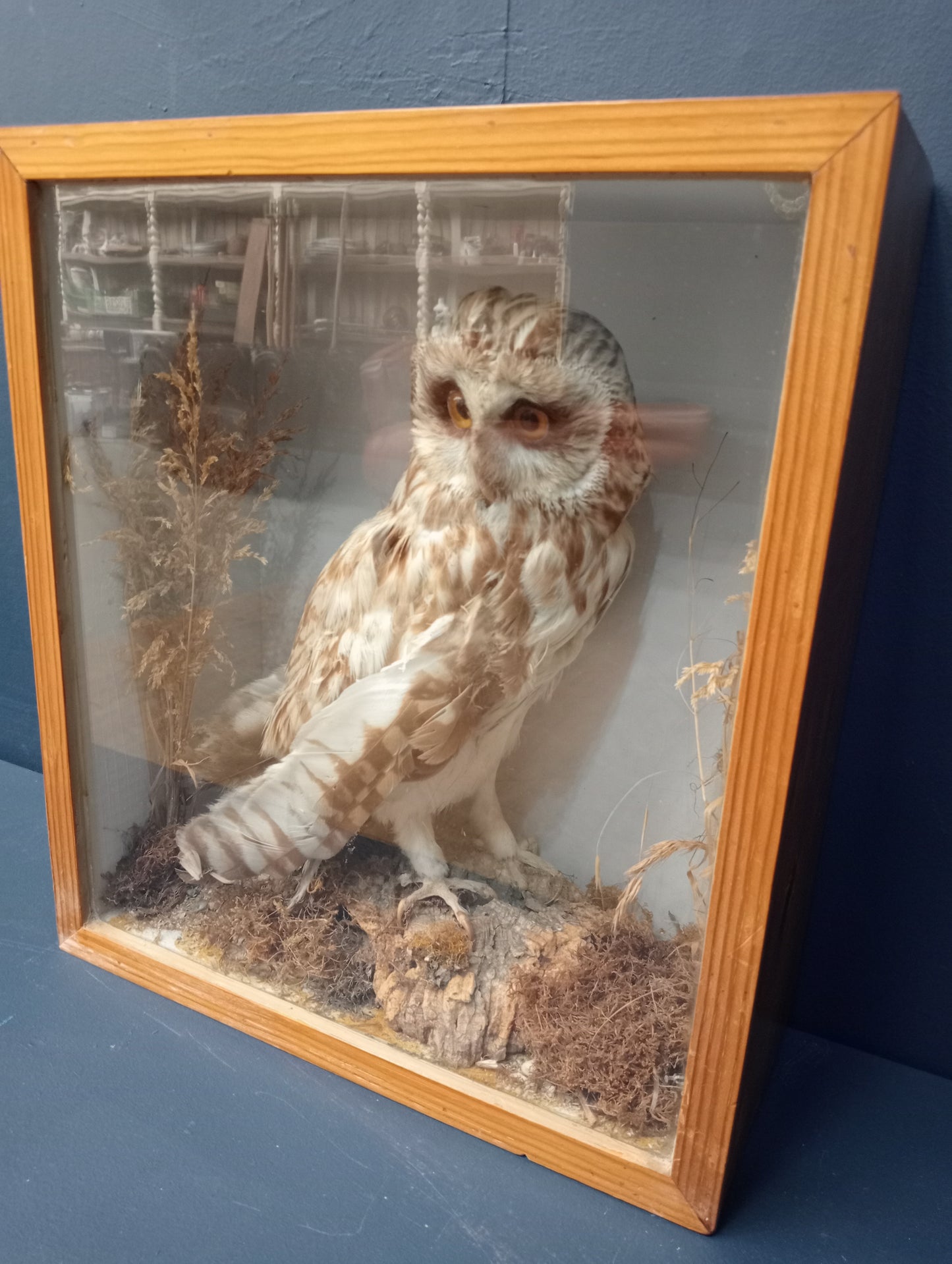 Taxidermy Tawny Owl in glass showcase