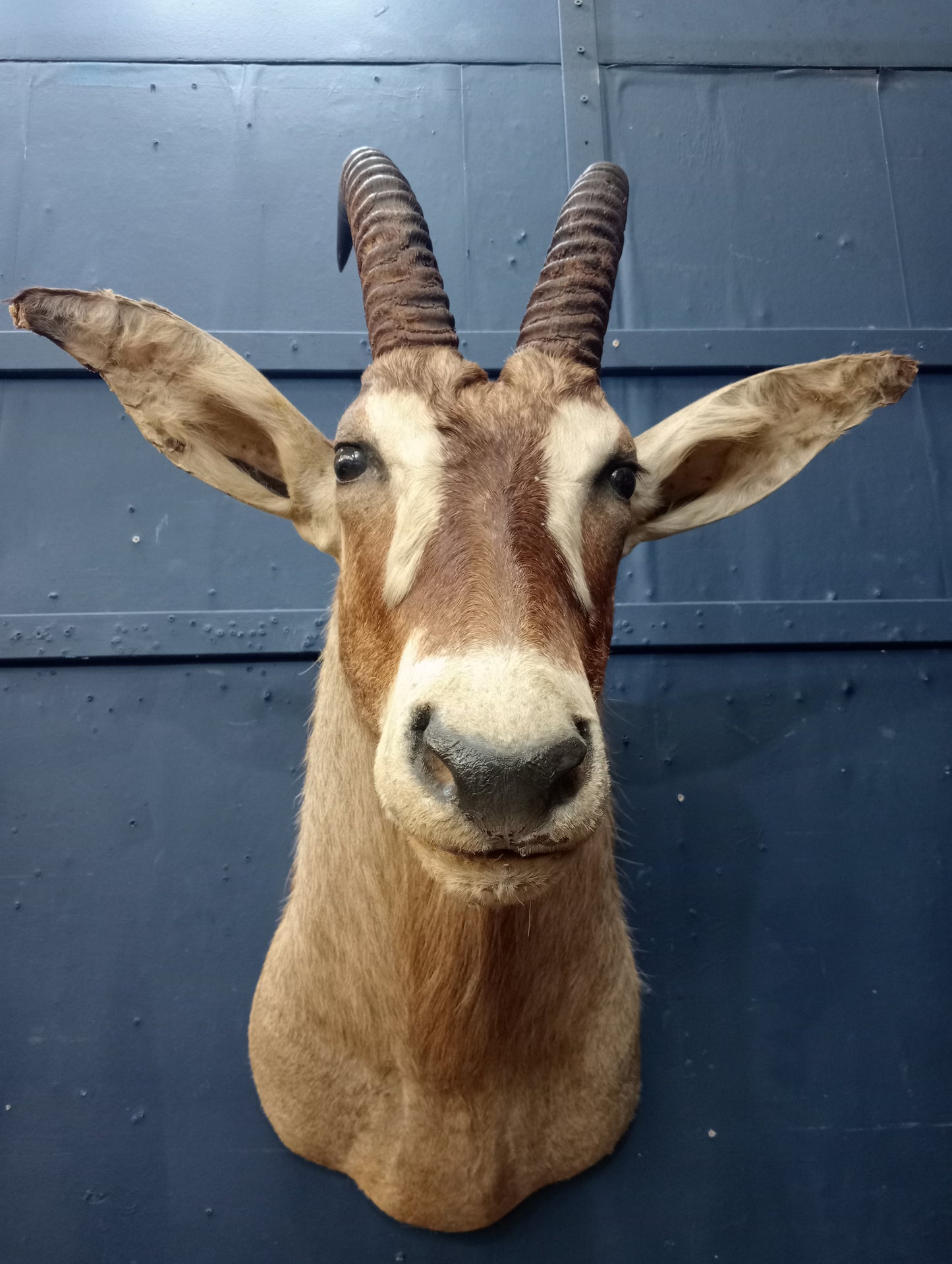 Taxidermy gazelle