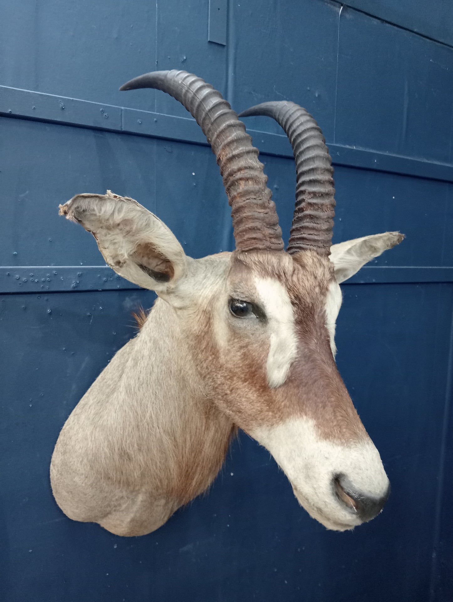 Taxidermy gazelle