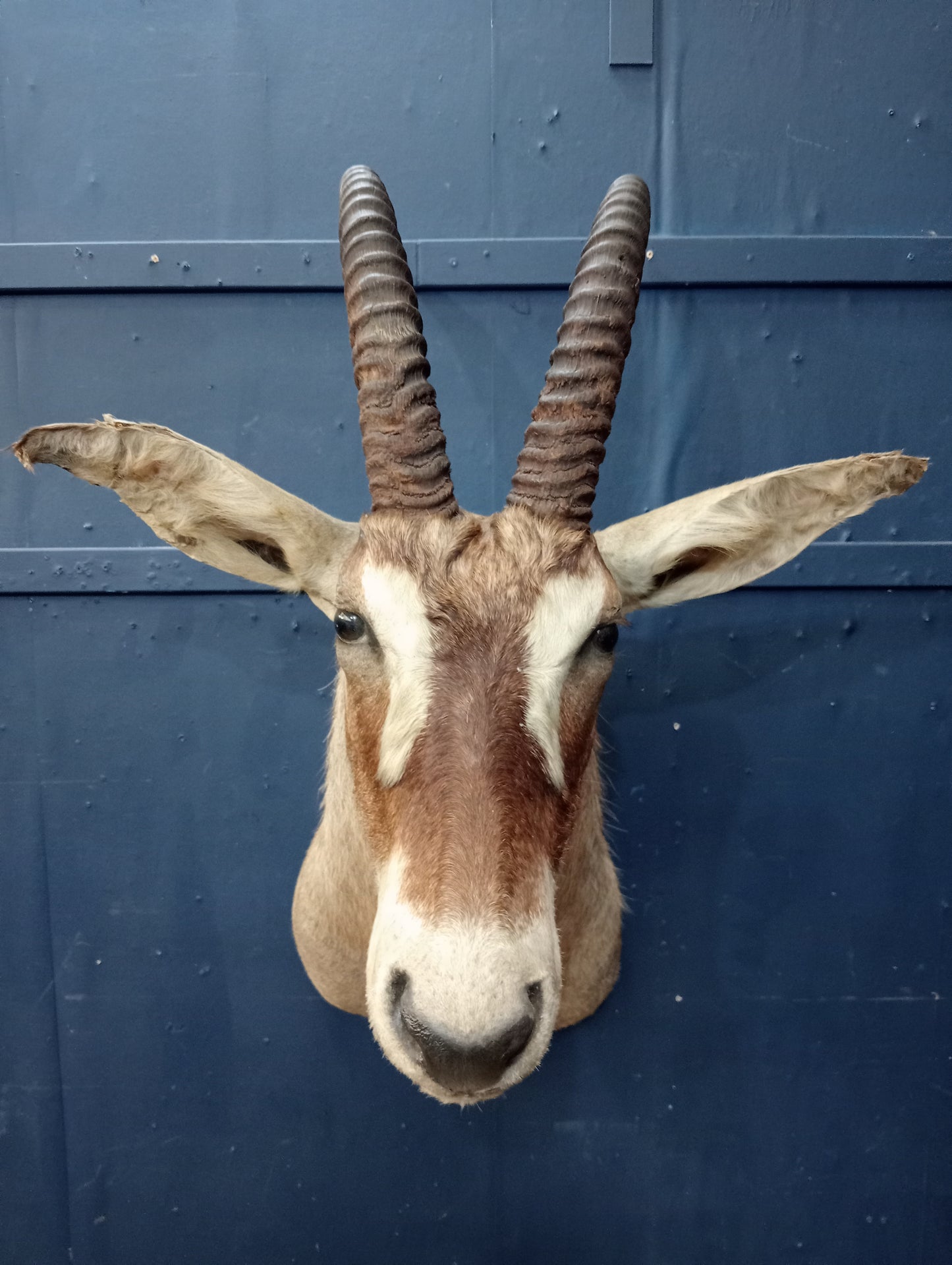 Taxidermy gazelle