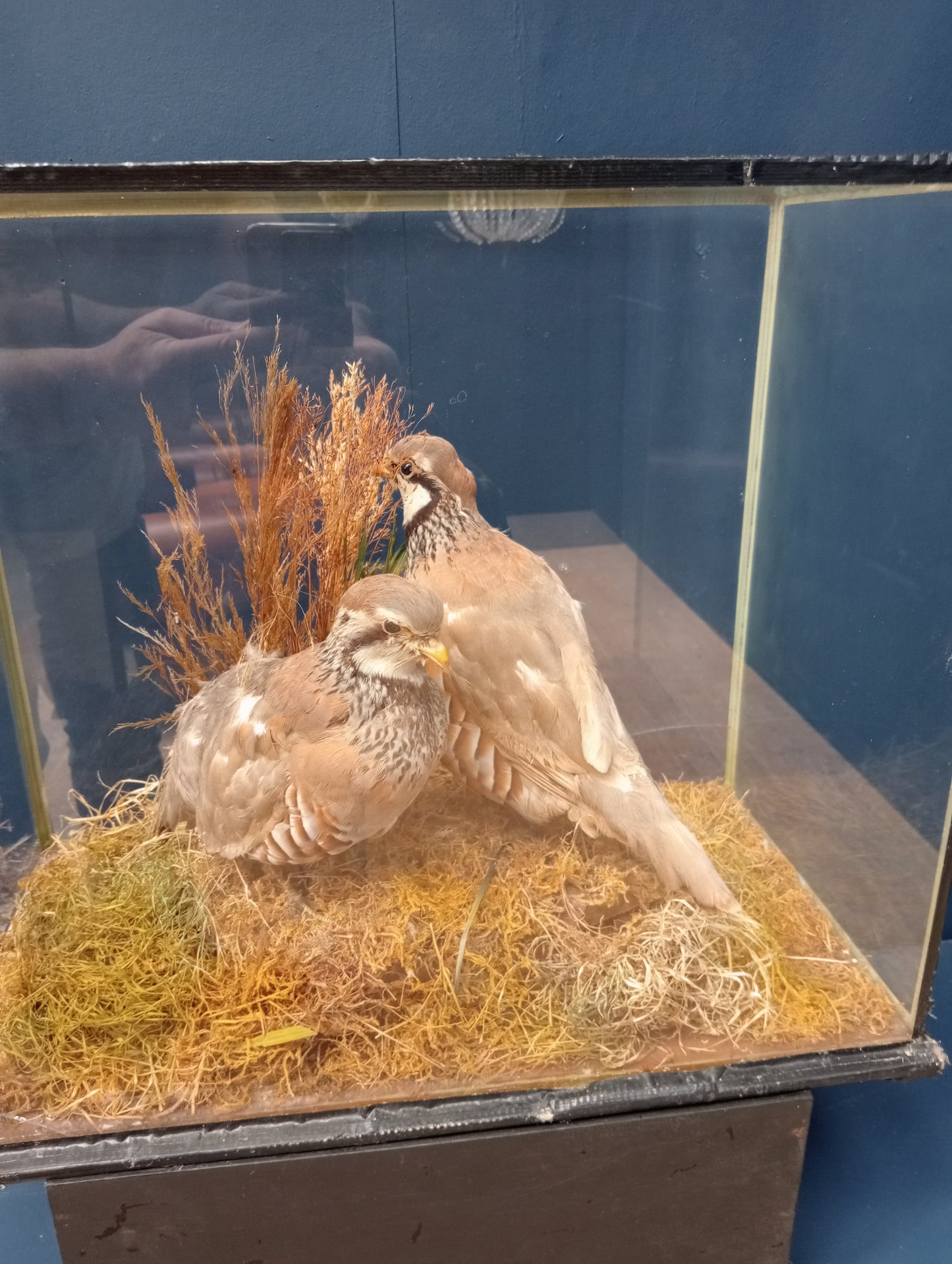 Taxidermy pair of red legged partridges