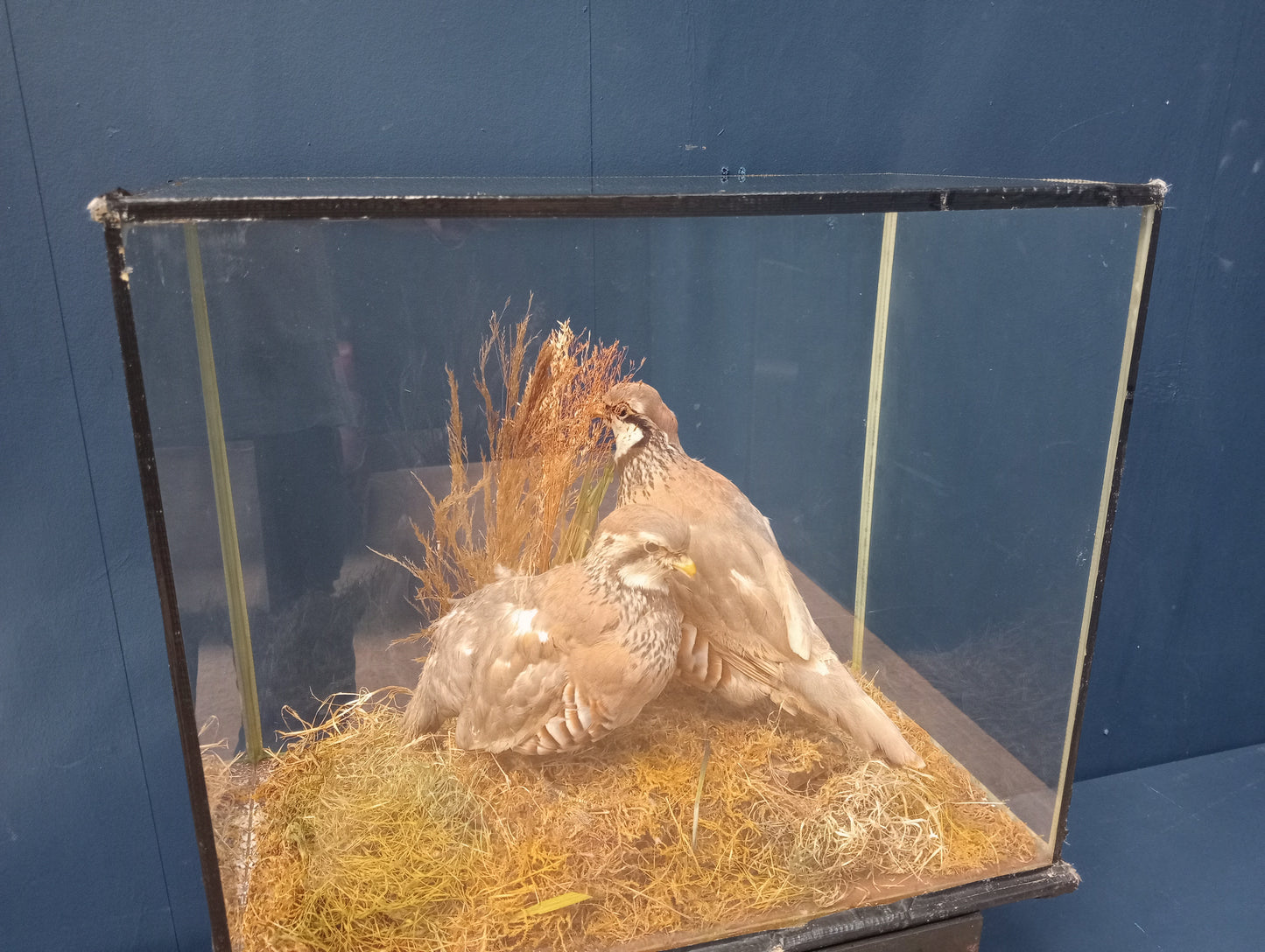 Taxidermy pair of red legged partridges