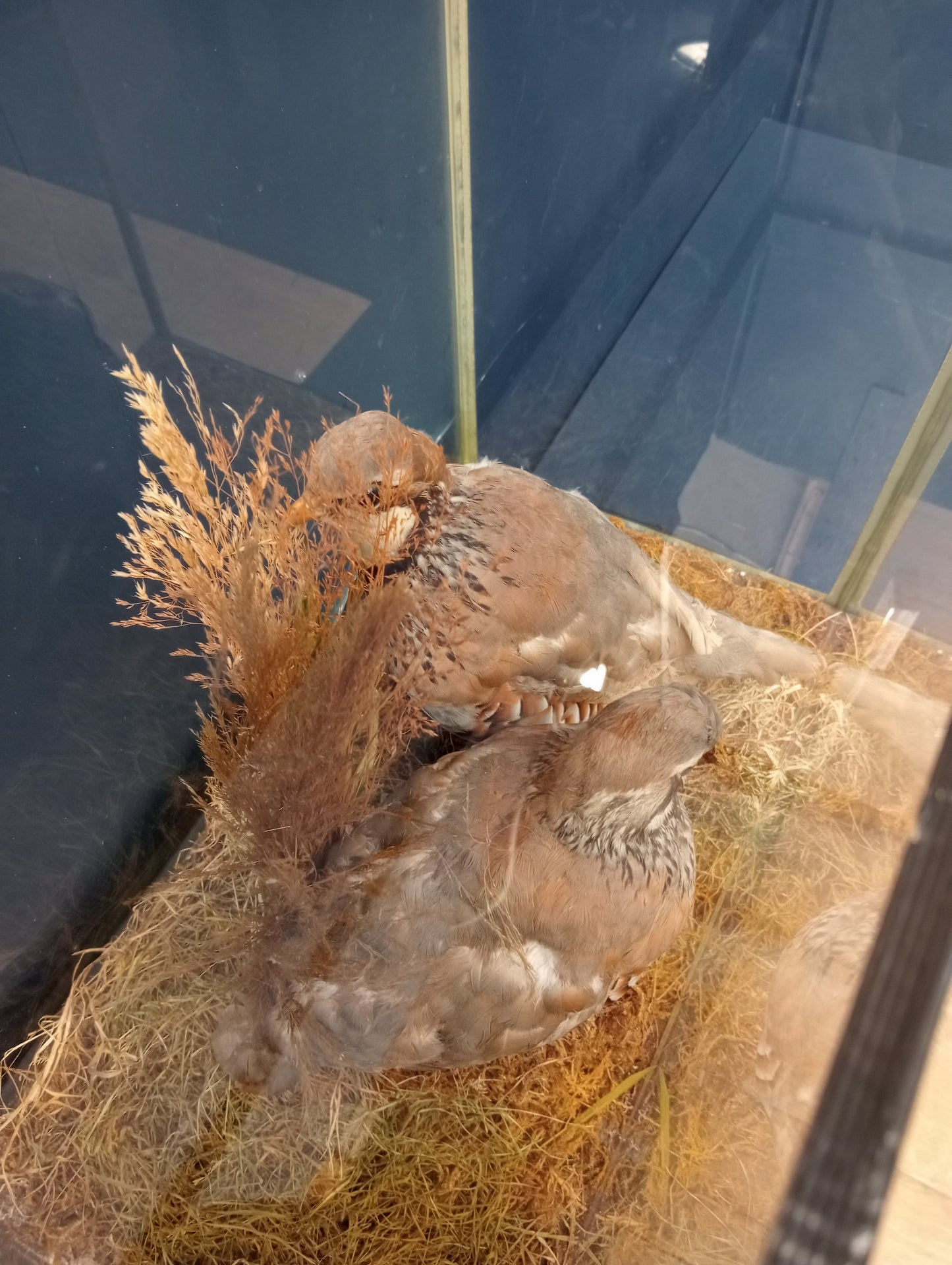 Taxidermy pair of red legged partridges