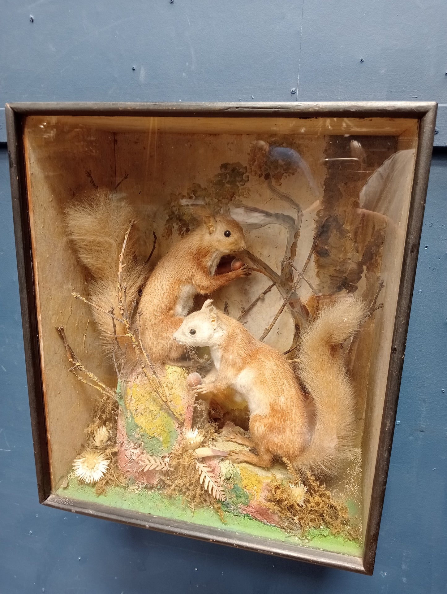 Taxidermy pair of squirrels in showcase