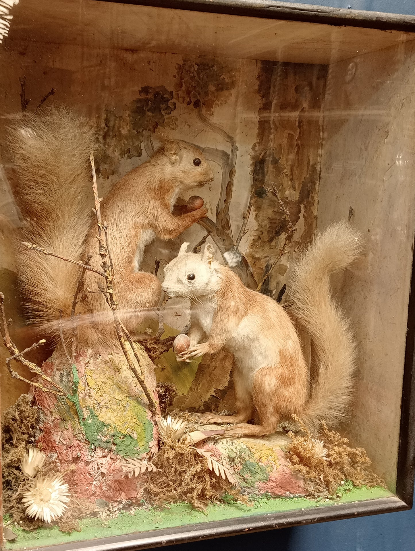 Taxidermy pair of squirrels in showcase