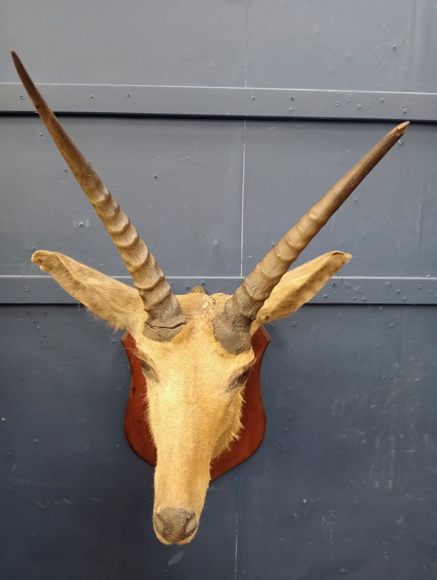 Taxidermy shield mounted Gazelle head