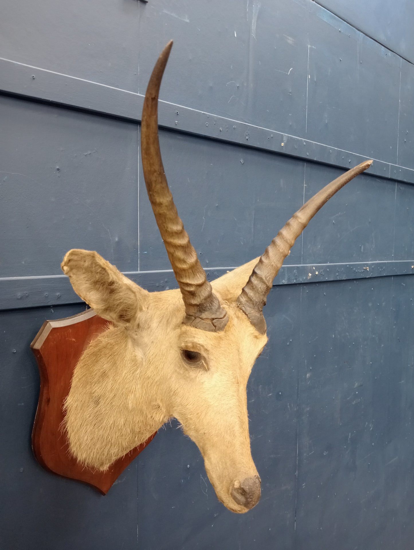 Taxidermy shield mounted Gazelle head